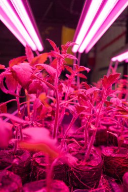 Büyüyen ışıkların altında domates fidanlarına yakın çekim