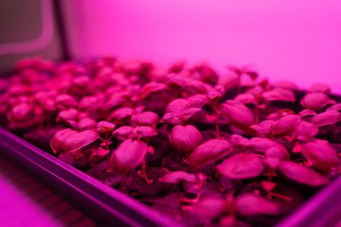 Fesleğen filizlerinin yakın çekim görüntüsü