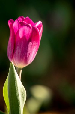 Çiçeklerle dolu bir yatakta tek lale.