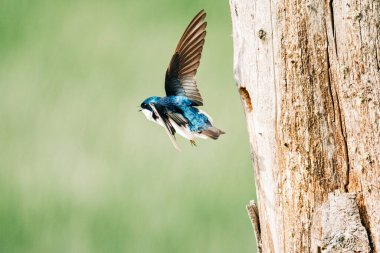 Ses çıkarırken yuvadan ayrılan bir ağaç kırlangıcının yan görünümü