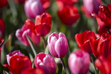 İlkbaharda açan laleler.