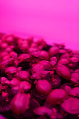 Fesleğen filizlerinin yakın çekim görüntüsü