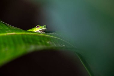 Yaprağın kenarına saklanmış, ikonik Kırmızı Gözlü Ağaç Kurbağası
