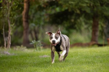 Ağaçlı ve ormanlı çimenlerde koşan pitbull.
