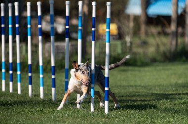 Çeviklik yarışmasında pürüzsüz Collie.