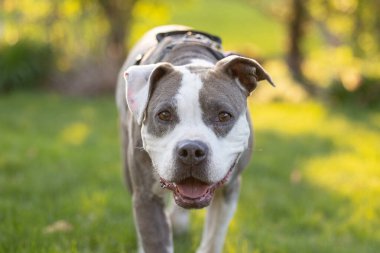 Güneşli çimlerde gülümseyen pitbull 'a yakın çekim