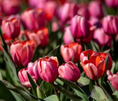 İlkbaharda açan laleler.