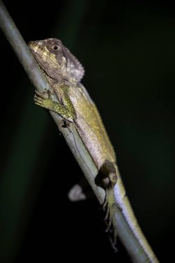 Gece tırmanıcısı: Gölgelerde Miğferli İguana