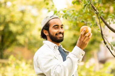 Bahçe elmasında sepet toplayan genç adam.
