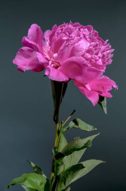 Karanlık Teal Arkaplanına Karşı Canlı Pembe Şakayık Çiçeği