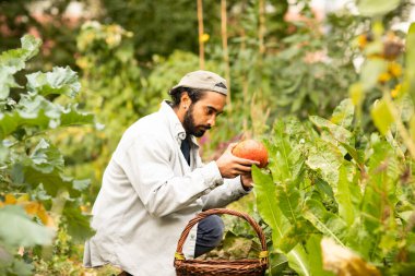 Bahçede balkabağı hasat eden sepetli genç adam.