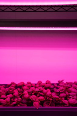 Fesleğen filizleri büyüyen ışıkların altında