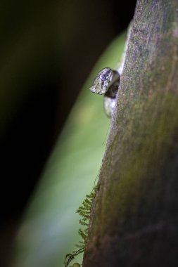 Kılık değiştirme ustası: 