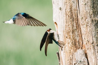 Ağaç boşluğundaki bir yuvada buluşan iki ağaç kırlangıç.