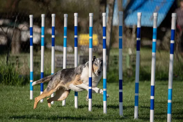 Çeviklik yarışmasında pürüzsüz Collie.