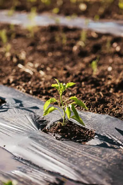 Çiftlikteki biber bitkileri