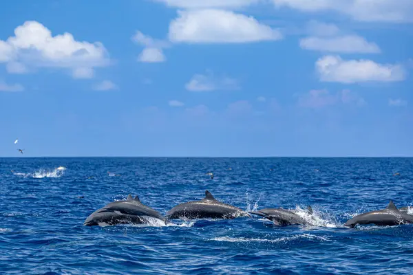 Köpüklü tropik sularda süzülen yunuslar sürüsü