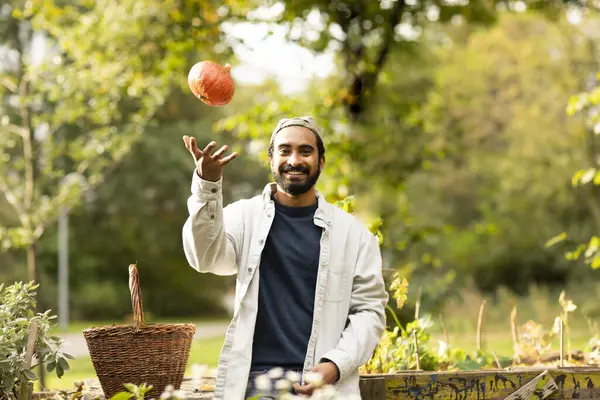 Bahçede balkabağı hasat eden sepetli genç adam.
