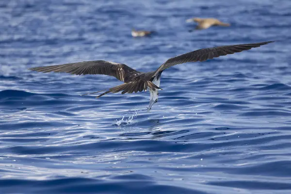 Muhteşem bir fregat kuşu okyanusun kaymağını yiyor