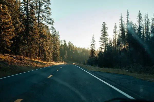 Ormanda yol ön camdan geçer.