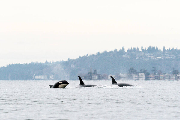 A pod of endangered killer whales near Seattle, Washington