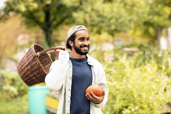 Bahçede balkabağı hasat eden sepetli genç adam.
