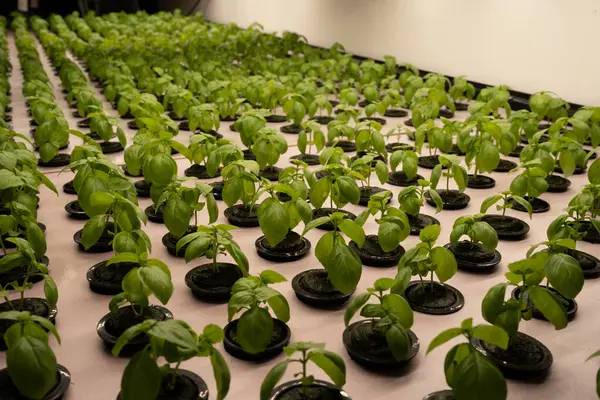 Kapalı alanda yetişen fesleğen fidanları.