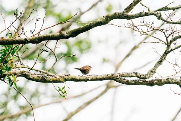 Ağaç dalına tünemiş bir şarkı serçesinin arkasından bak