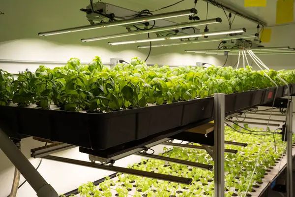 Kapalı alanda yetişen fesleğen bitkileri.