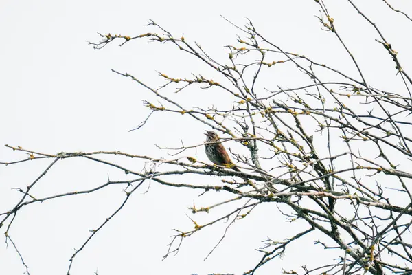 Ağacın ortasında şarkı söyleyen bir serçenin geniş görüşü