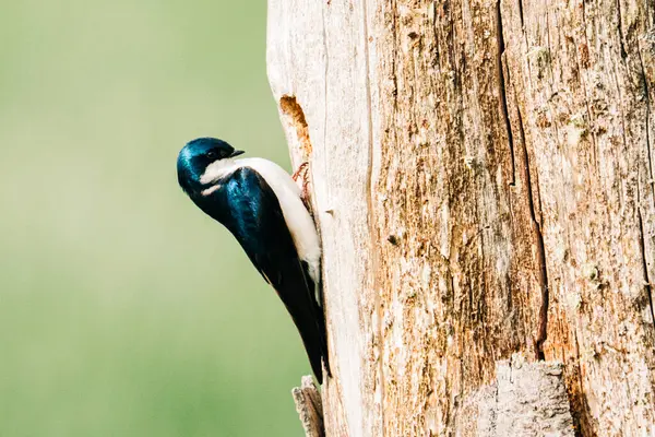 Ağaç kırlangıcının ağaç oyuğuna bakışının yakın görüntüsü