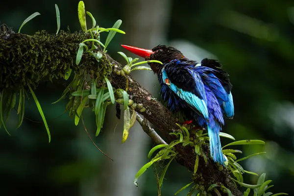 Dalda Javan Kingfisher 'ın Portresi