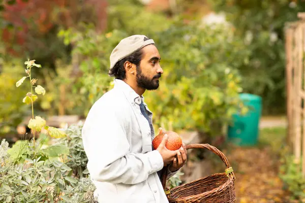 Bahçede balkabağı hasat eden sepetli genç adam.