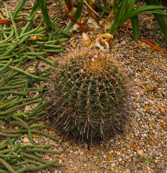 Güneybatı fıçı kaktüsleri Çakıl taşlarında