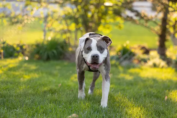 Mutlu pitbull Ağaçların arkasında güneşli çimlerde yürüyor