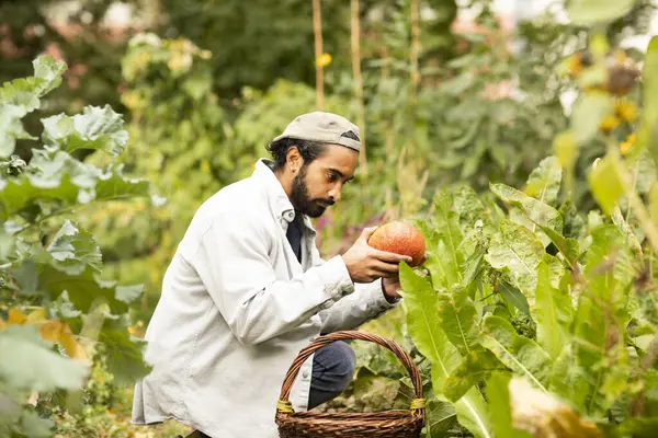 Bahçede balkabağı hasat eden sepetli genç adam.