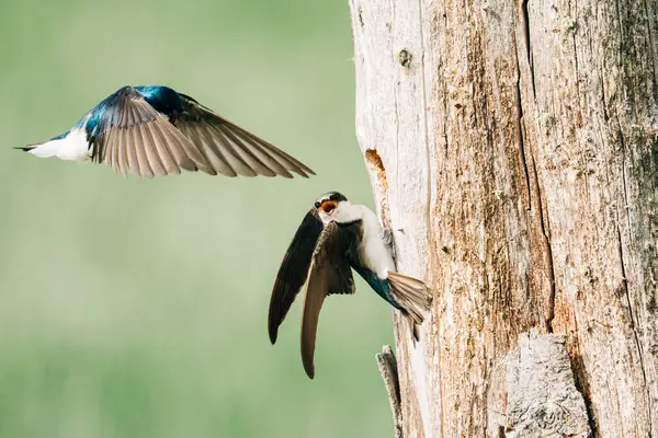 Ağaç boşluğundaki bir yuvada buluşan iki ağaç kırlangıç.