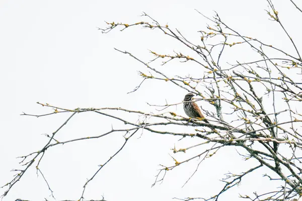 Ağaçta oturan şarkı serçesinin geniş görüşü