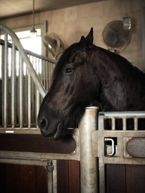 Ahırın içinde bir at