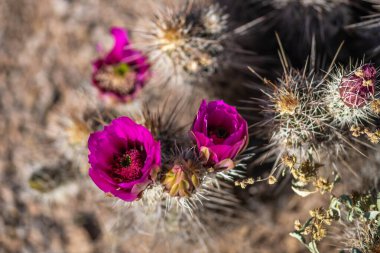 Tucson, Arizona 'da çiçek açan bir kaktüs.