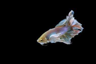 Dans eden yarım ay balığı bahsi