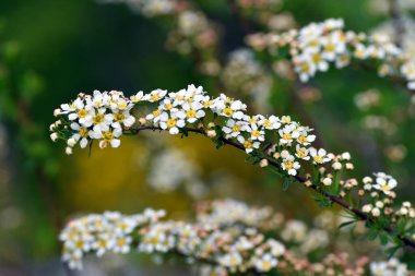 Baharda Spiraea 'nın beyaz çiçekleri