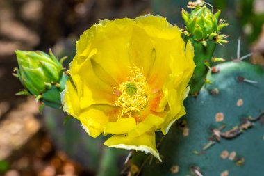 Tucson, Arizona 'da çiçek açan bir kaktüs.