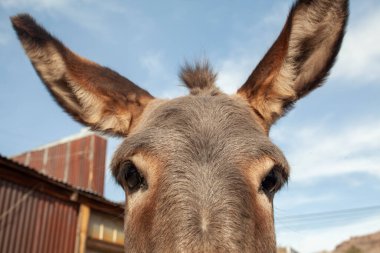 İzleyiciye bakan katırın yakın görüntüsü
