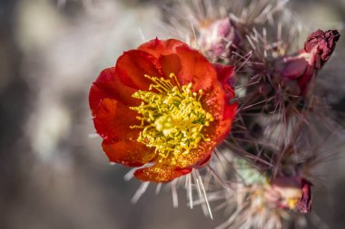 Tucson, Arizona 'da çiçek açan bir kaktüs.