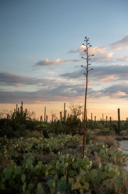 Çöl Günbatımında Dikenli Armutlar Arasında Uzun Agave Takibi