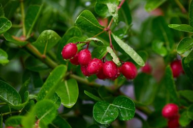 Yeşil yapraklı ıslak kırmızı Bengal üzümlerinin yakın plan görüntüsü