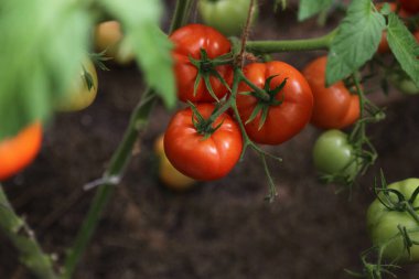 Dal kenarındaki birkaç domatesin resmi.