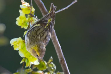 Dikenli ispinoz (Spinus spinus), Sarı Saka kuşu