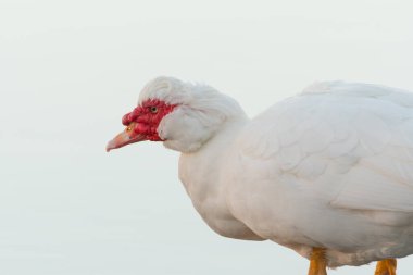 Muscovy ördek, misky ördek, veya berber ördek, cairina moschata